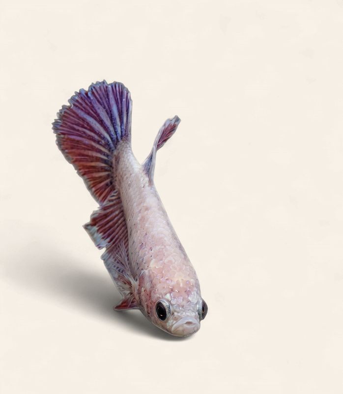 Betta - Assorted Halfmoon Female