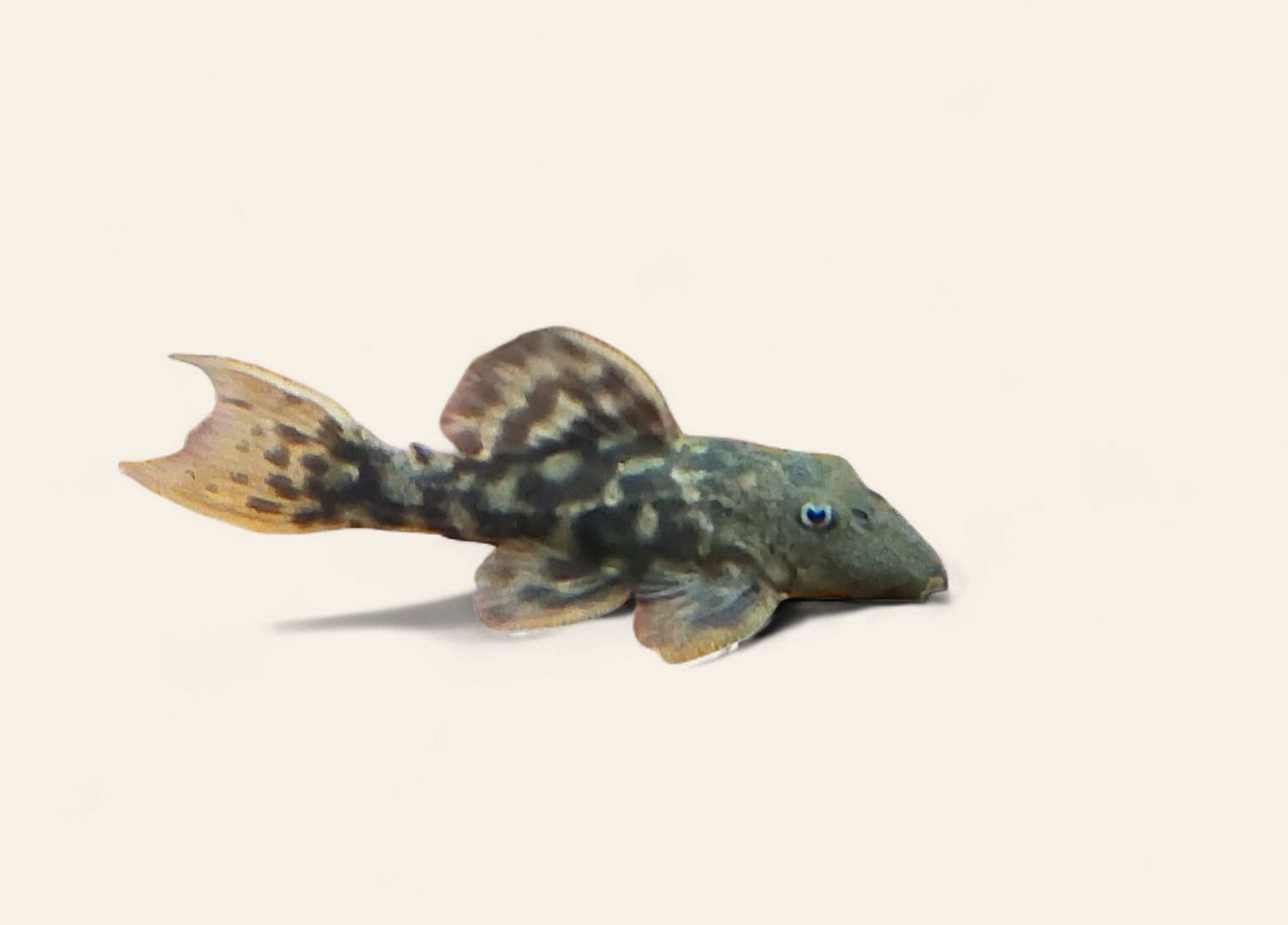 Red Fin Cactus Pleco Pseudancistrus Serratus