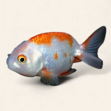 Ranchu