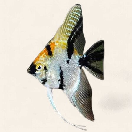 Angelfish - Gold Marble