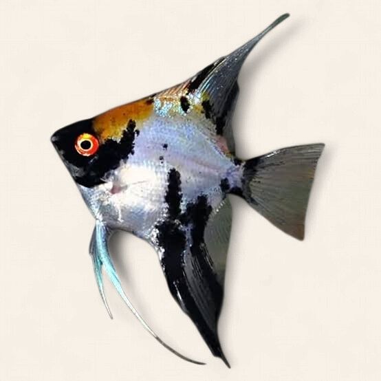 Angelfish - Koi