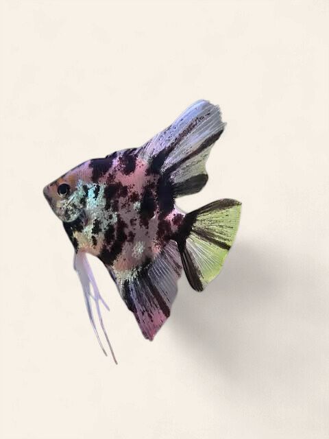 Angelfish - Paraiba Marble