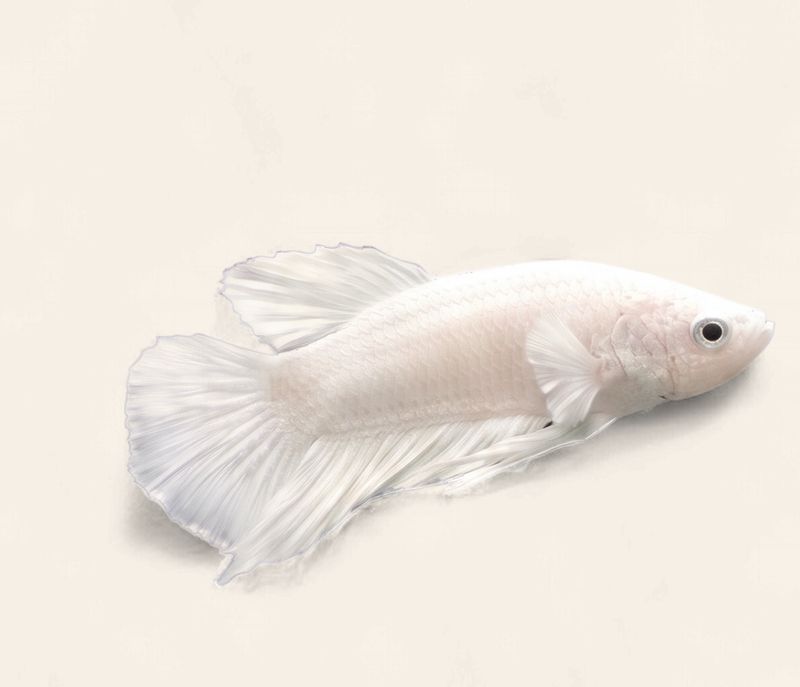 Betta - Platinum White Plakatt Male