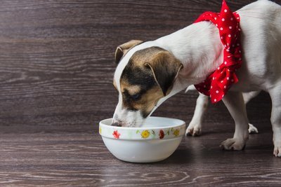 Alimentos para mascotas