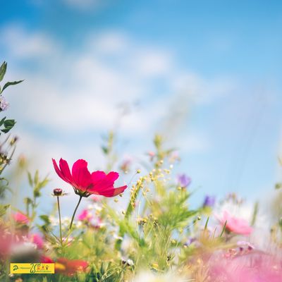 Online Fortbildungen März 2026