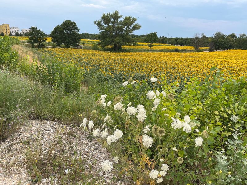 Halten statt Aushalten im Garten (2 UE)