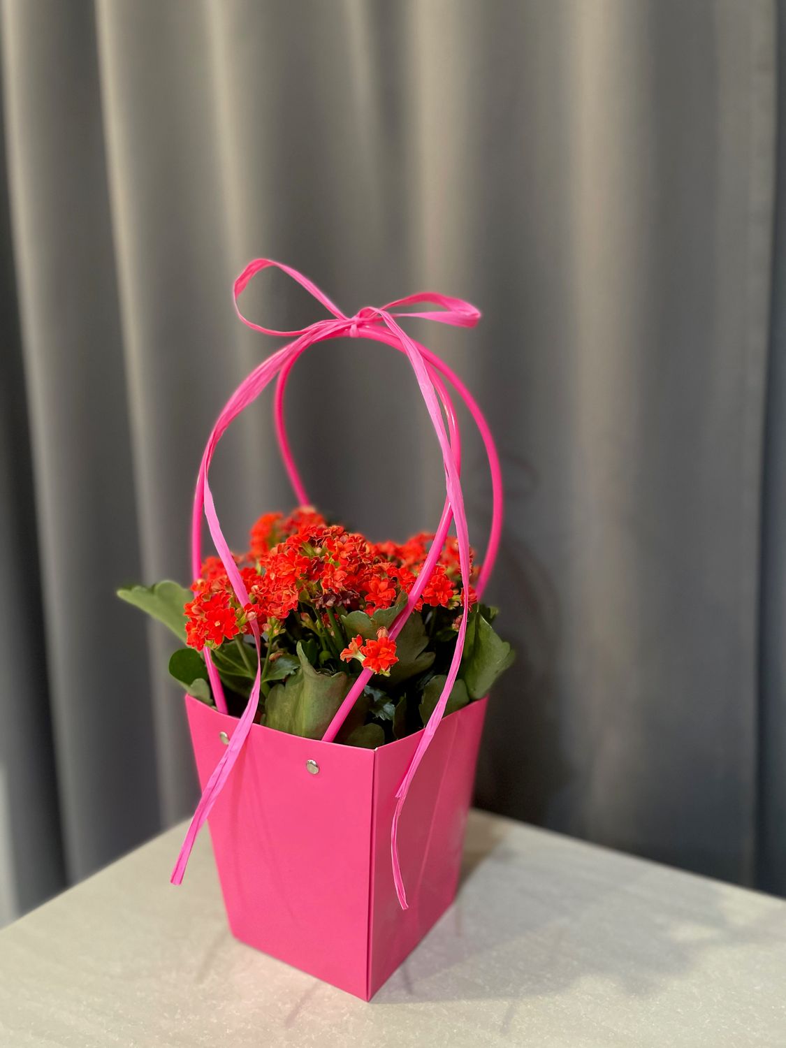 Kalanchoe czerwone - Kwiat doniczkowy