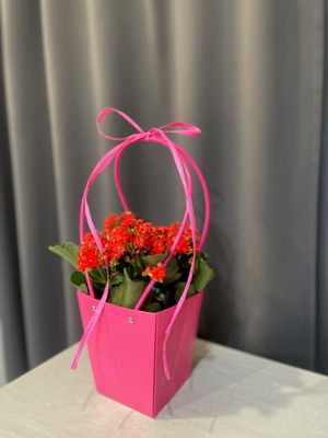 Kalanchoe czerwone - Kwiat doniczkowy