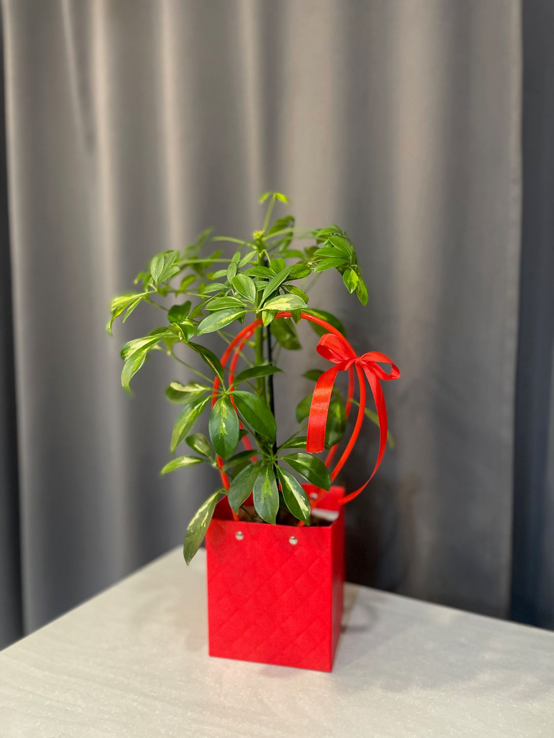 Szeflera - Kwiat doniczkowy