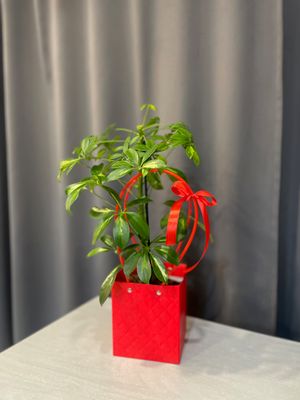 Szeflera - Kwiat doniczkowy