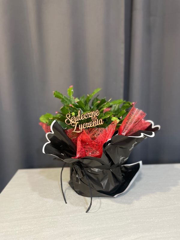 Grudzień - Kwiat doniczkowy