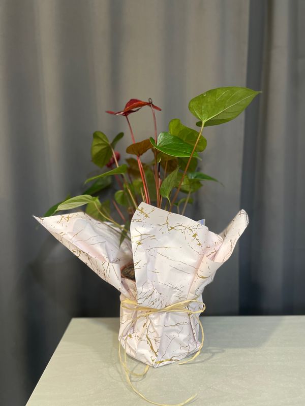 Anturium bordowe - Kwiat doniczkowy