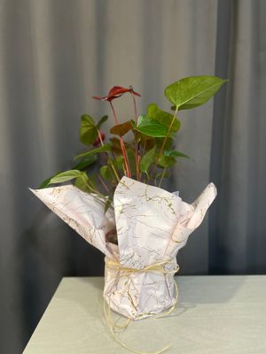 Anturium bordowe - Kwiat doniczkowy