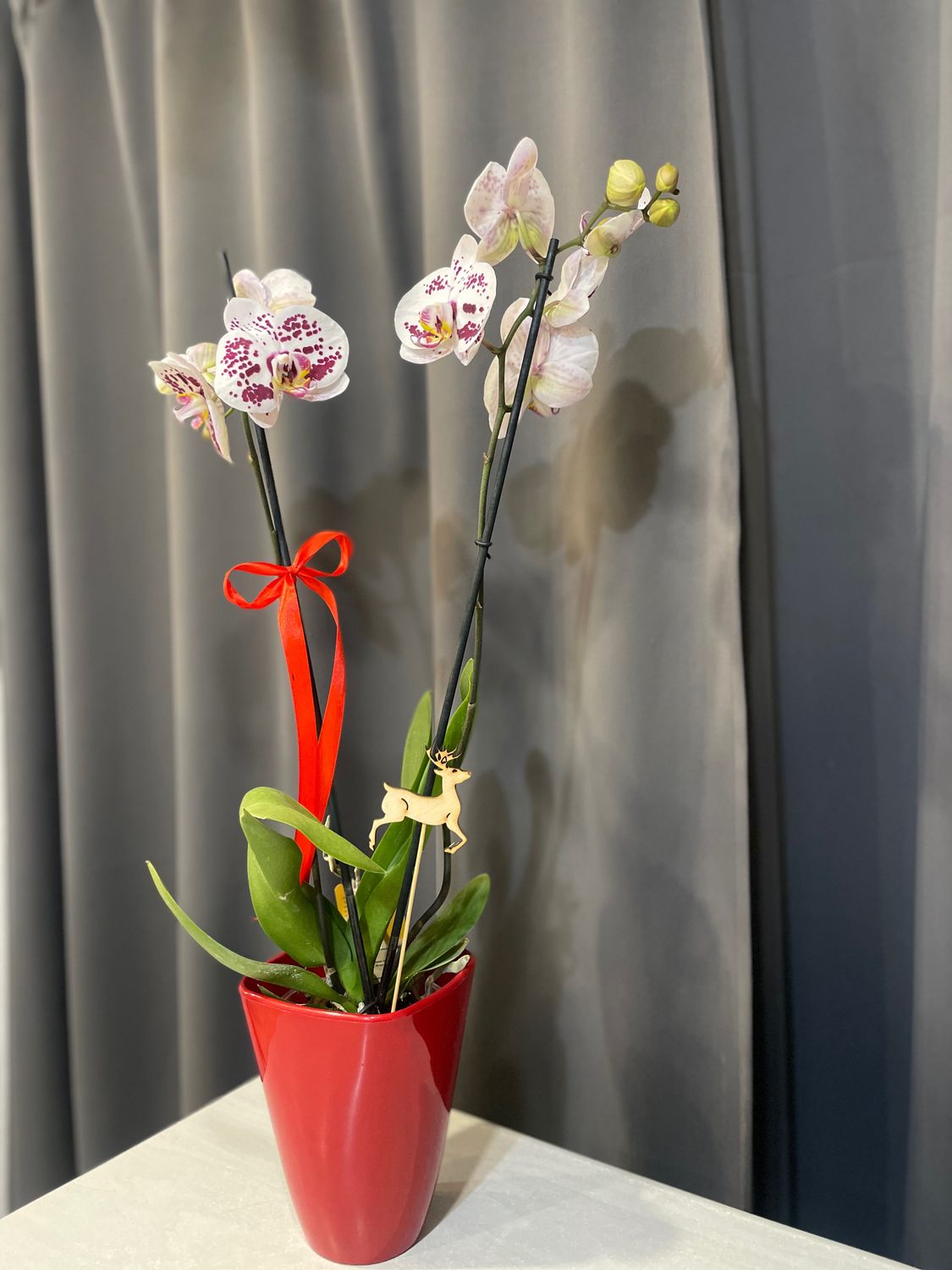 Storczyk dwupędowy - Kwiat doniczkowy