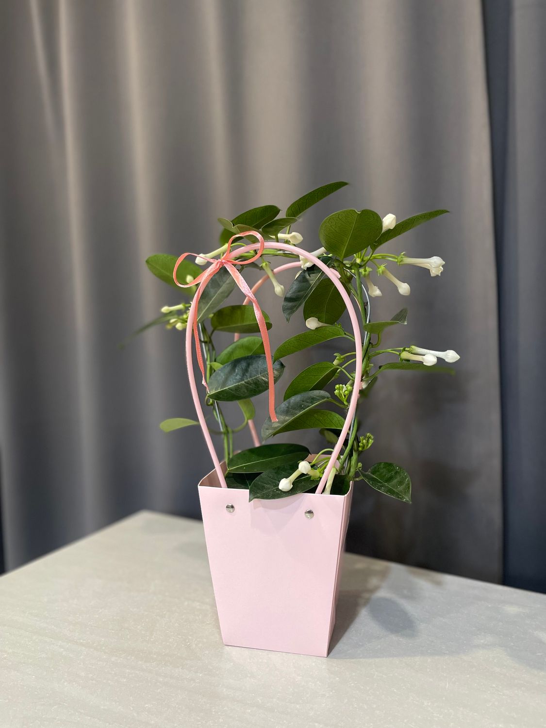 Stefanotis biały - Kwiat doniczkowy