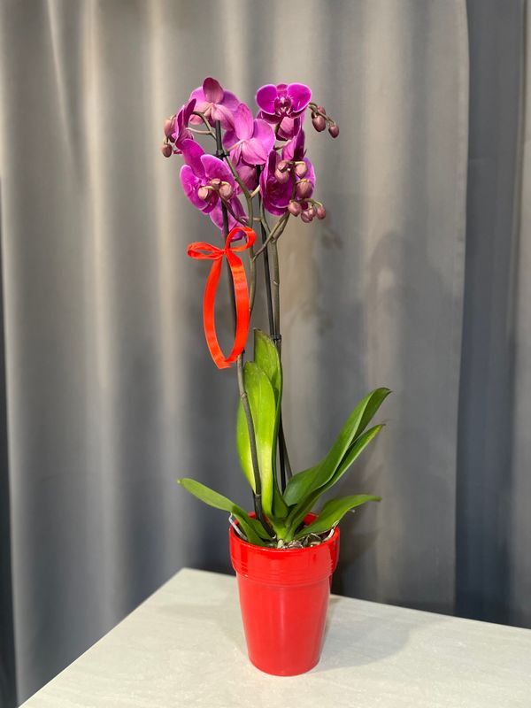 Storczyk dwupędowy - Kwiat doniczkowy