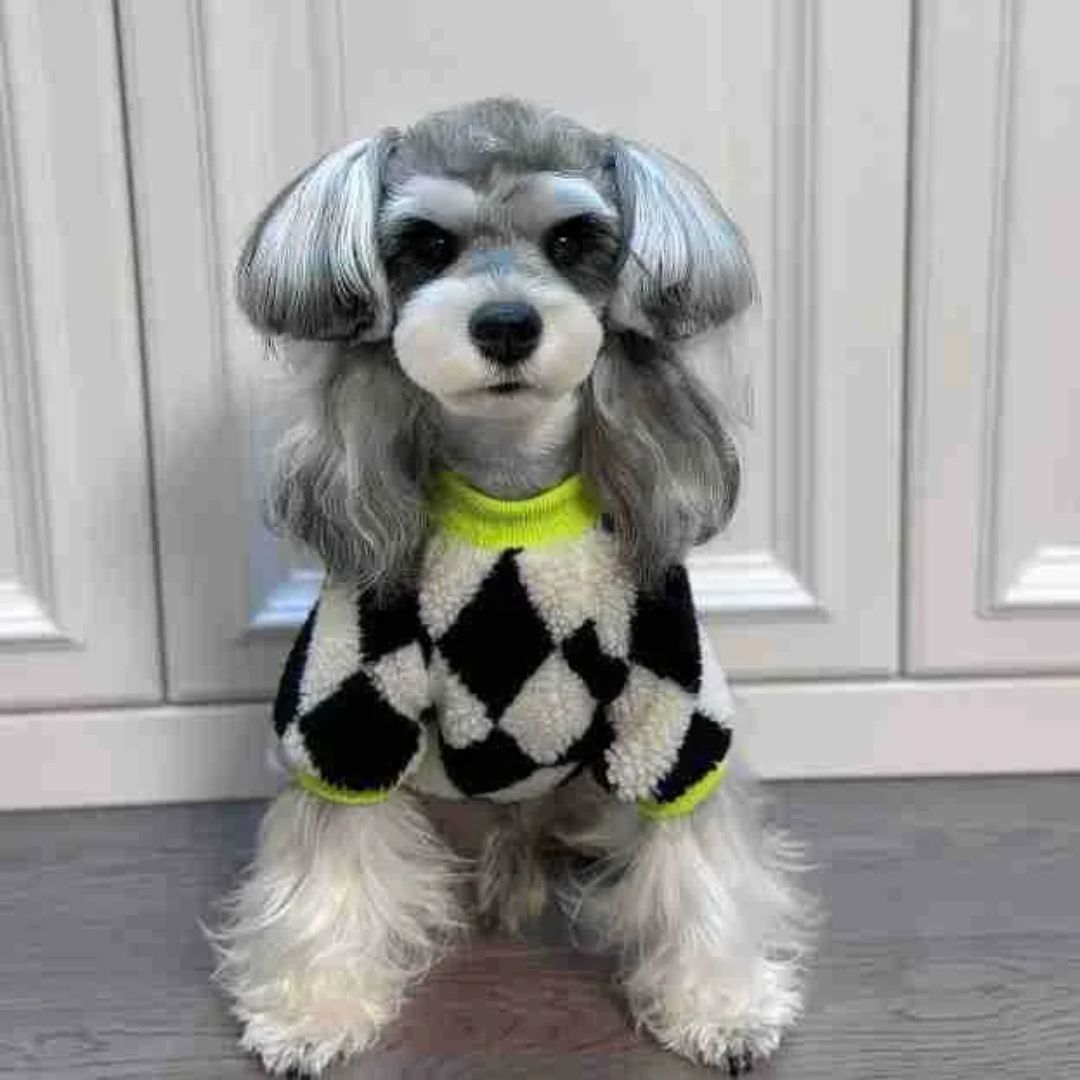 A-List Luxury Dog Jersey