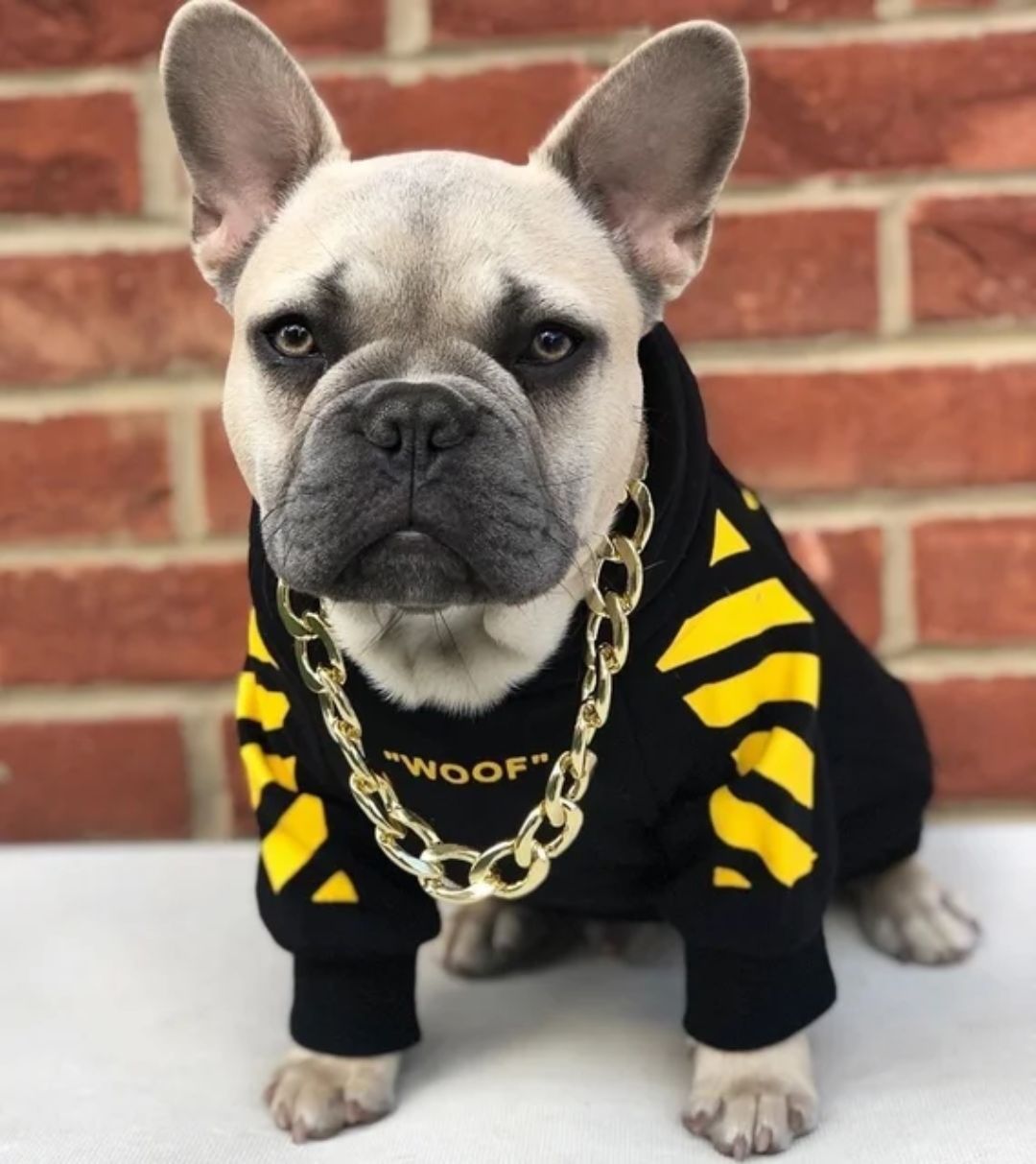 Dog Designer Luxury Tracksuit