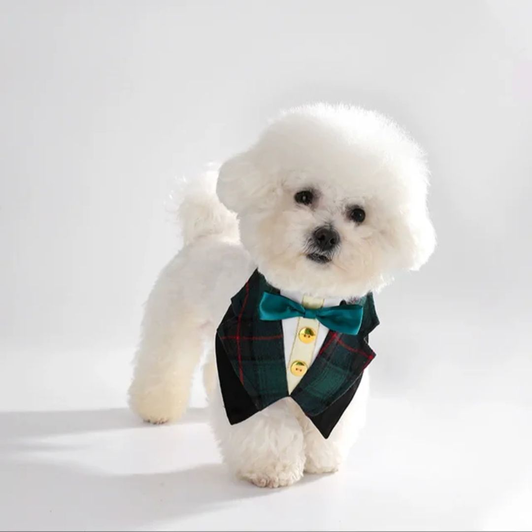 Fashion Forward Dog Taxido ( Blue)