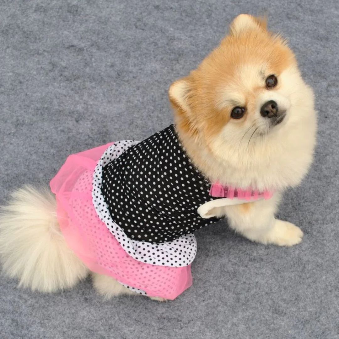 Every Day Pet Dress Every Day Pet Dress