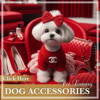 Dog Accessoires