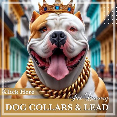 Dog Collars Leads And Harnesses