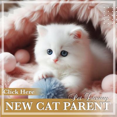 New Cat Parent