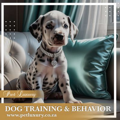 Dog Training and Behaviour