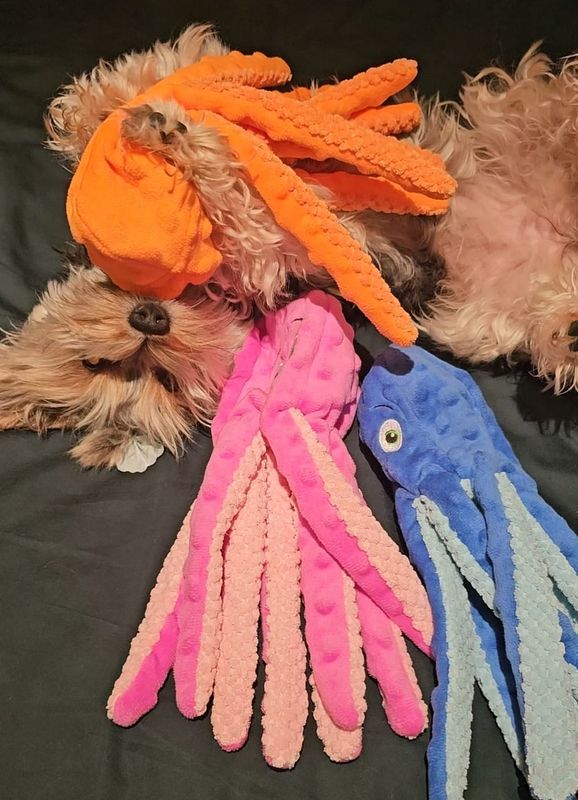 Oceano 🐙 Dog Toy