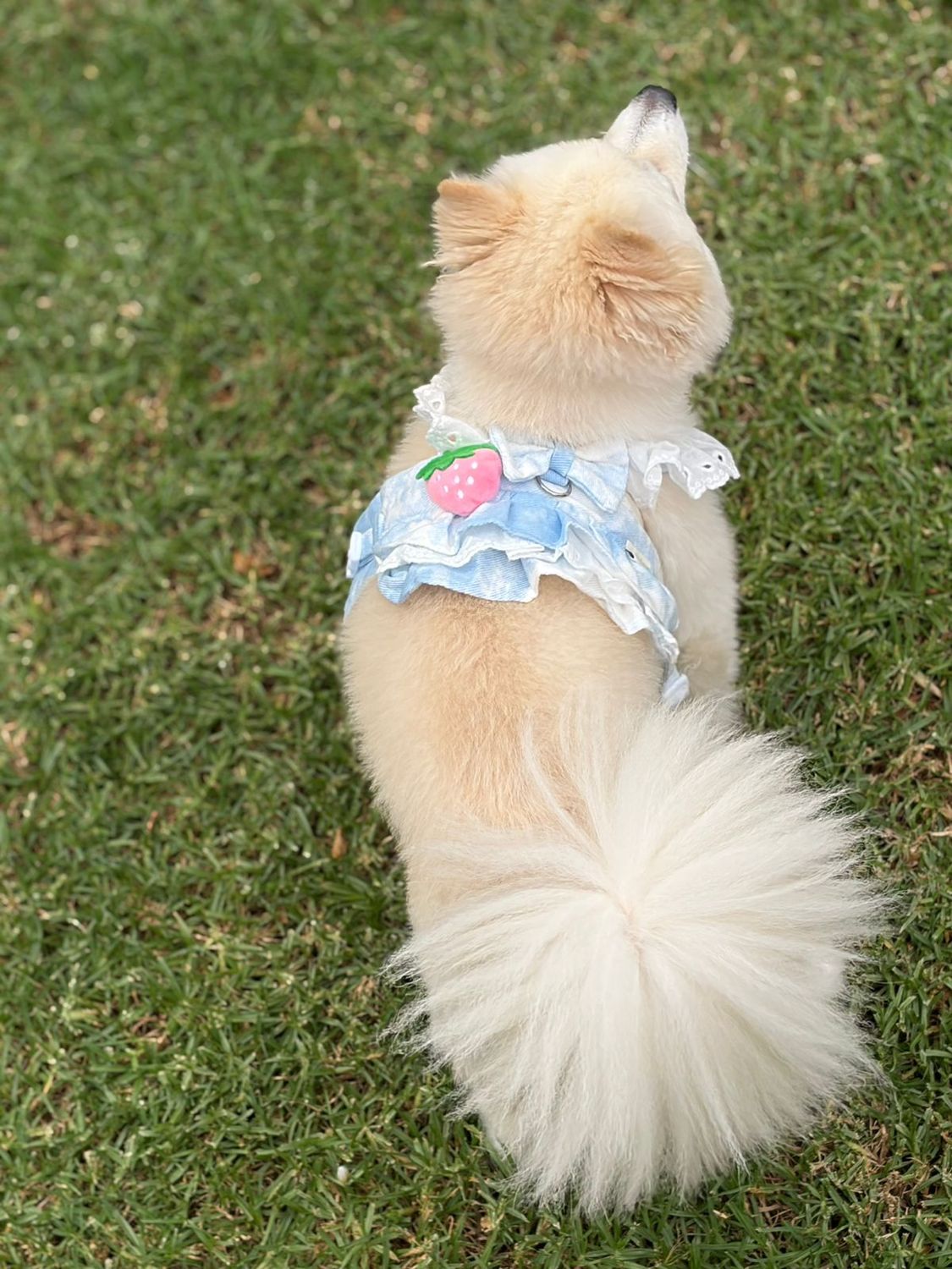 Spoils Juicy Dog Or Cat Dress-Blue