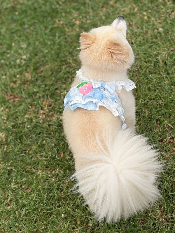 Spoils Juicy Dog Or Cat Dress-Blue