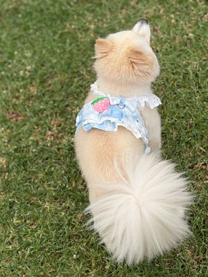 Spoils Juicy Dog Or Cat Dress-Blue