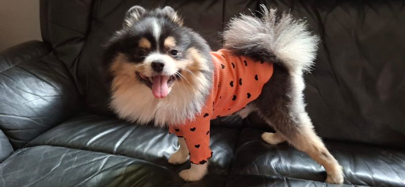 Pet Luxury Lounge A-List Dig Clothing-Orange