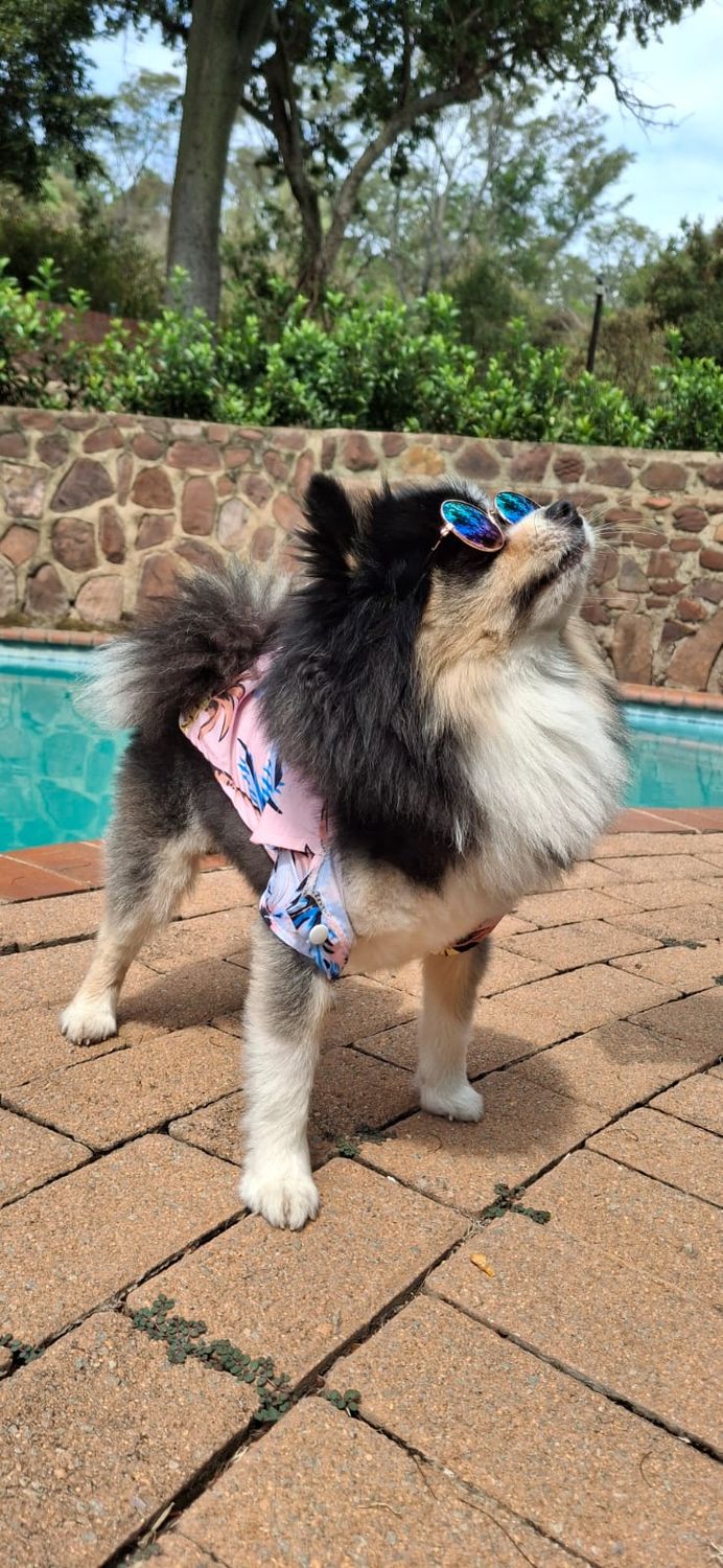 Hawaii Vibes Dog Shirt