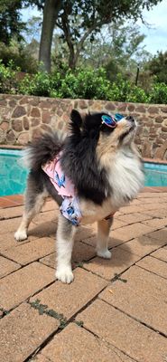 Hawaii Vibes Dog Shirt