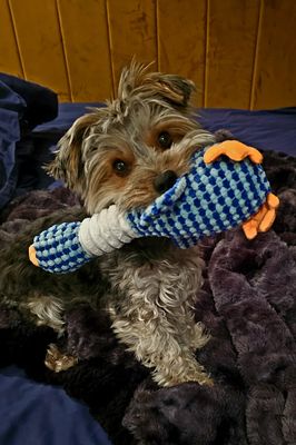 GoDuckGo Dog Squeaky Toy