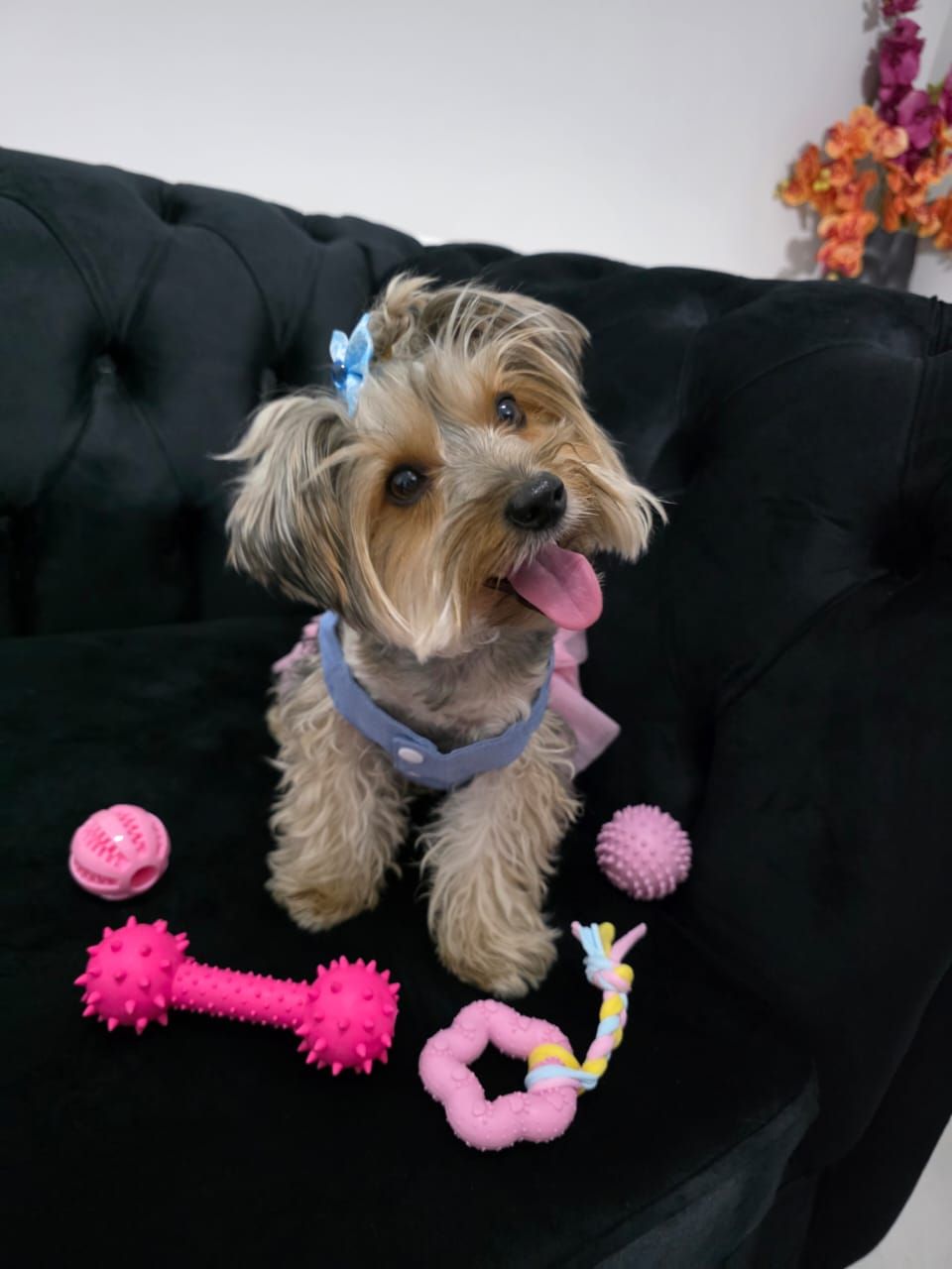 Pet Luxury Pinki Collection Pet Dog Toys Pet Luxury Pinki Collection Pet Dog Toys