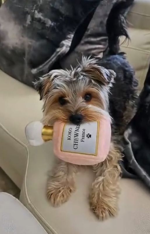 Koko Chewnel Pink Perfume Luxury Plush  Dog Toy