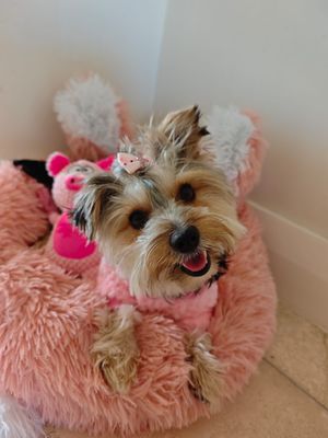 Pet Luxury Cat Or Dog Bed Fluffy Paws