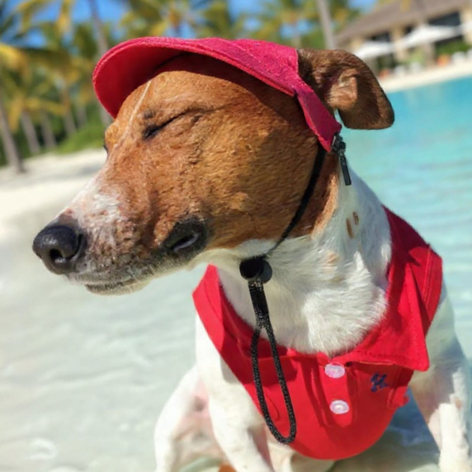 Pet Luxury Golf T-Shirt Red Dog Zone Shirt