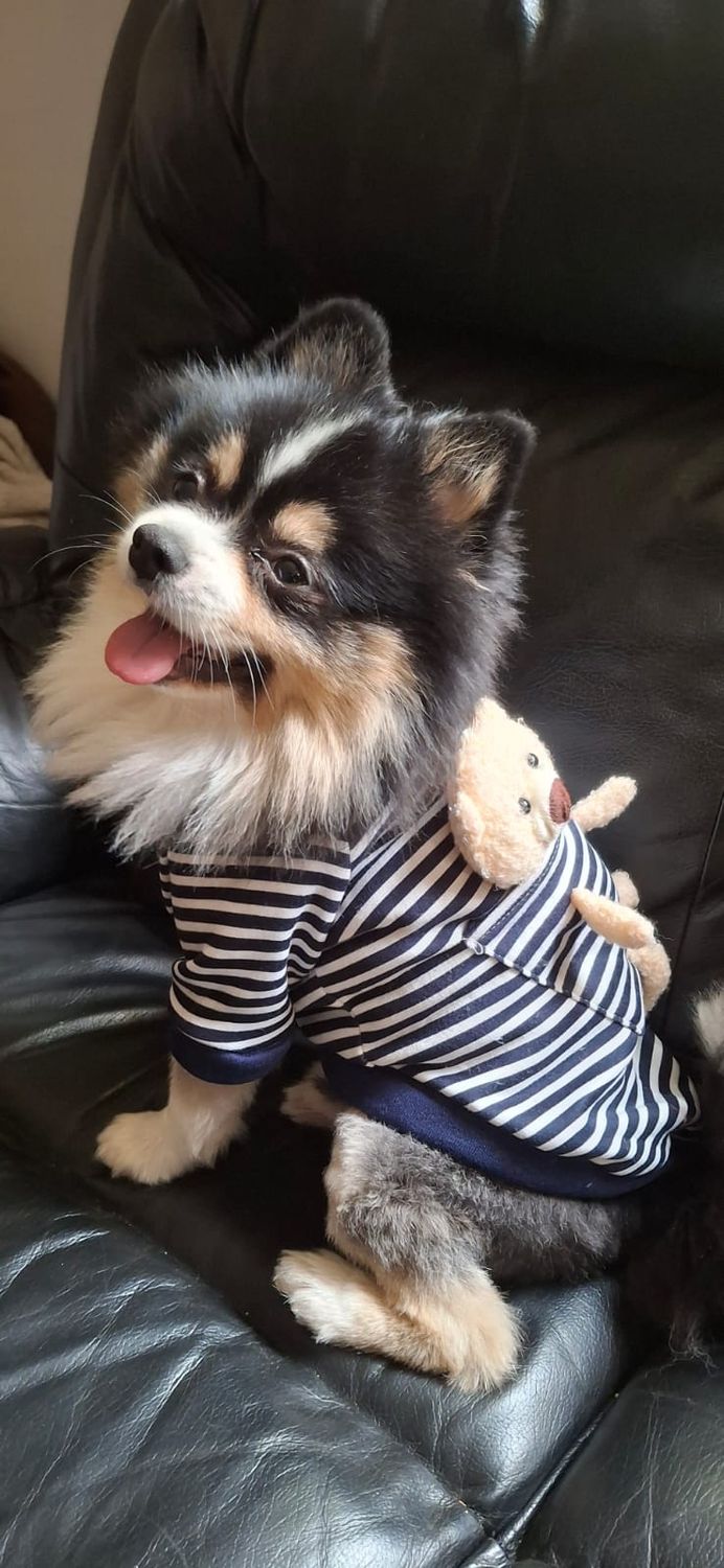 Teddy GM Collection Dog Jersey-Blue