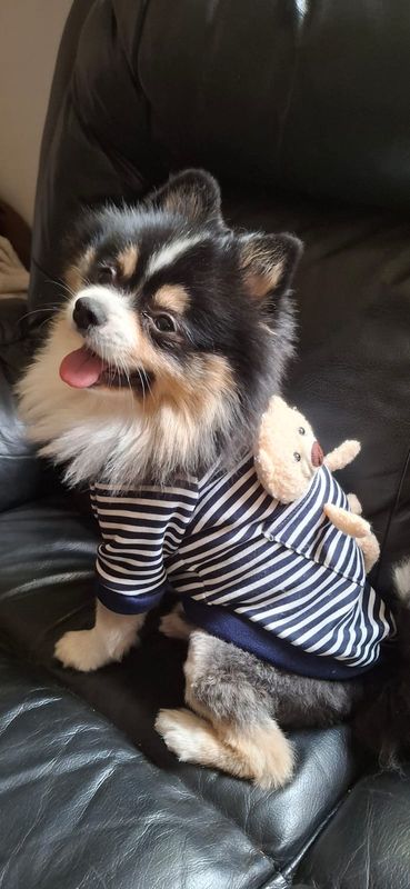 Teddy GM Collection Dog Jersey-Blue