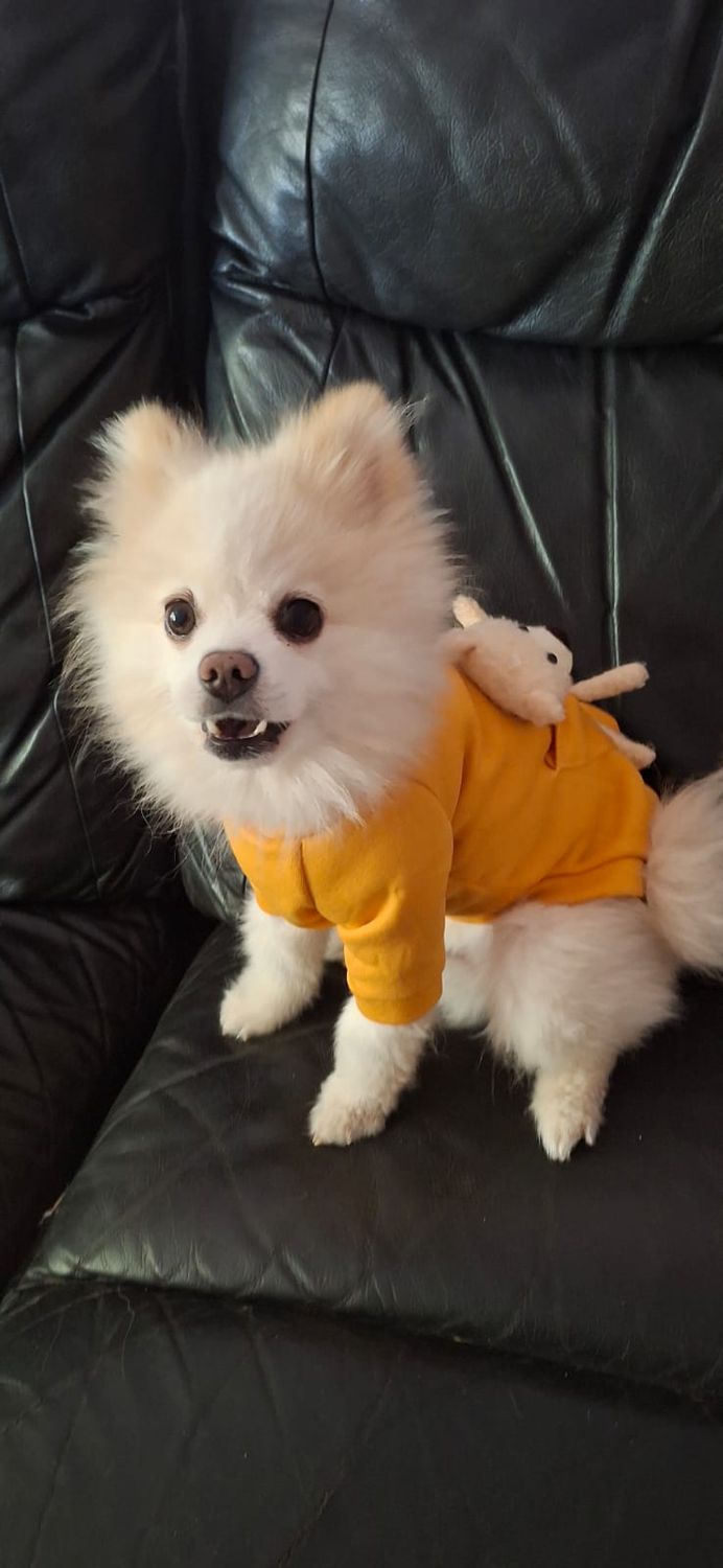 Teddy GM Collection Dog Jersey-Yellow