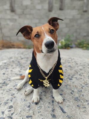 Dog Designer Pet Luxury Tracksuit