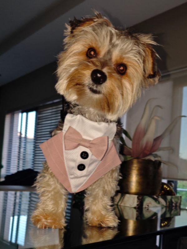 Fashion Forward Dog Taxido ( Blue)