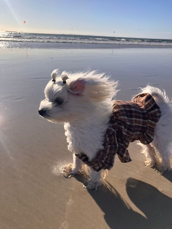 Luxury Scott Pet Dress