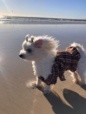 Luxury Scott Pet Dress Luxury Scott Pet Dress