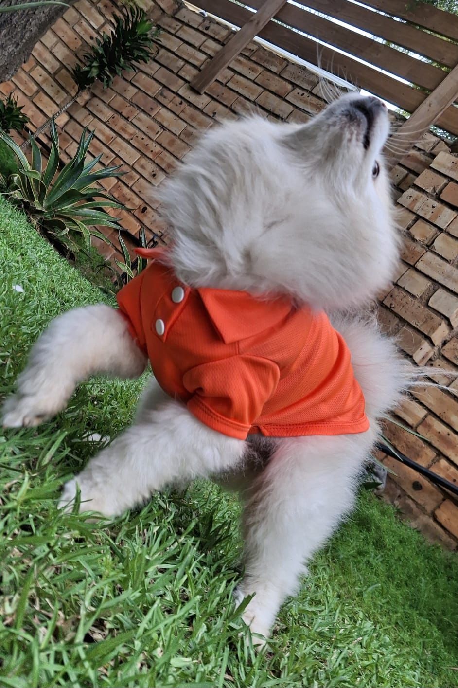 Casual-Chic Golf Styling Pet Shirt-Orange