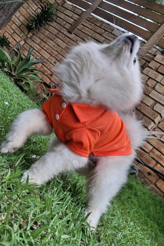 Casual-Chic Golf Styling Pet Shirt-Orange