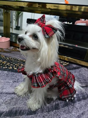 Pet Luxury's Royal Scottish Dog Or Cat Dress With Bow